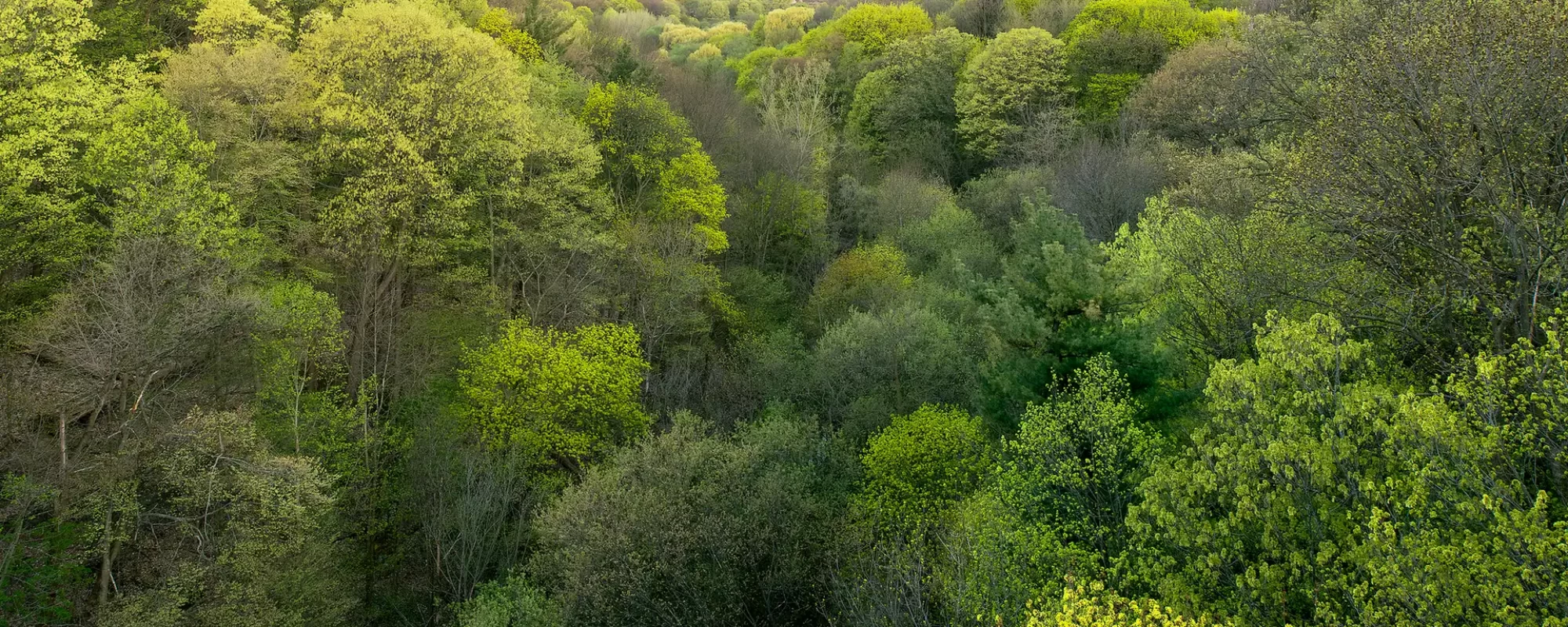 Park Drive Reservation Lands looking west, 2013, Pigment print, 56 cm x 76 cm