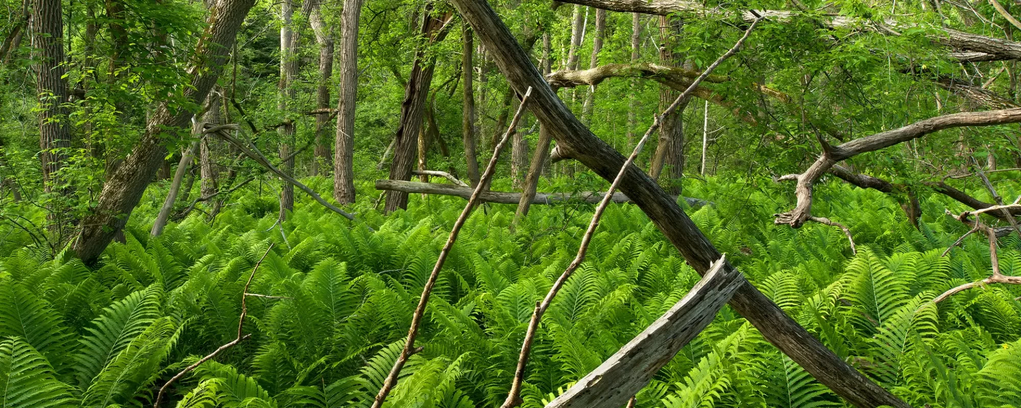 Riverside Trail, Rouge Park, 2014, Pigment print, 56 cm x 76 cm