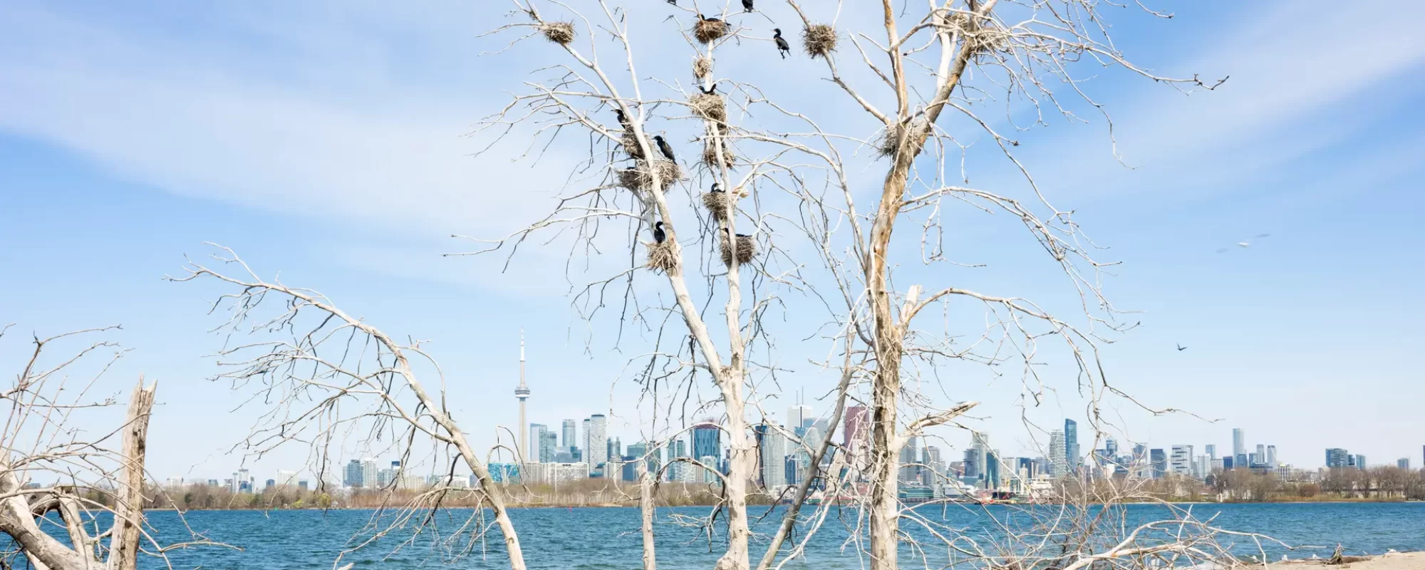 Cormorant nesting area, Peninsula A, 2020