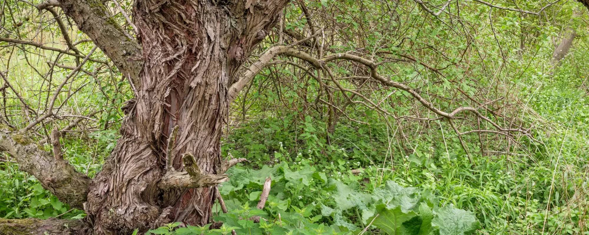 Black Willow Tree, The Baselands, 2020